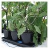 1Auto3_XL_Plantasia_2_Web.jpg