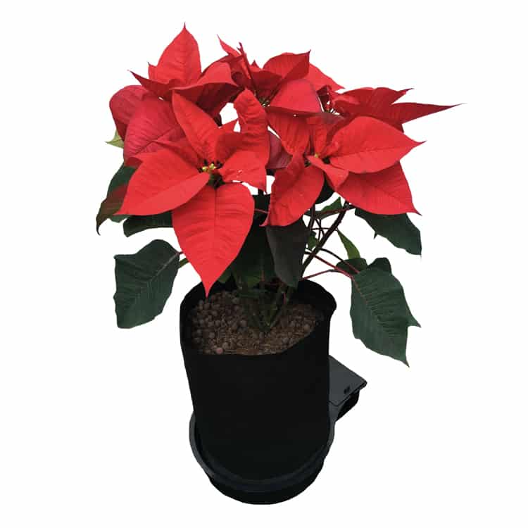 Sistema 60Pot XL FlexiPot - Imagen 3