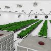 Veg-Phase-II-option-2-High-Res